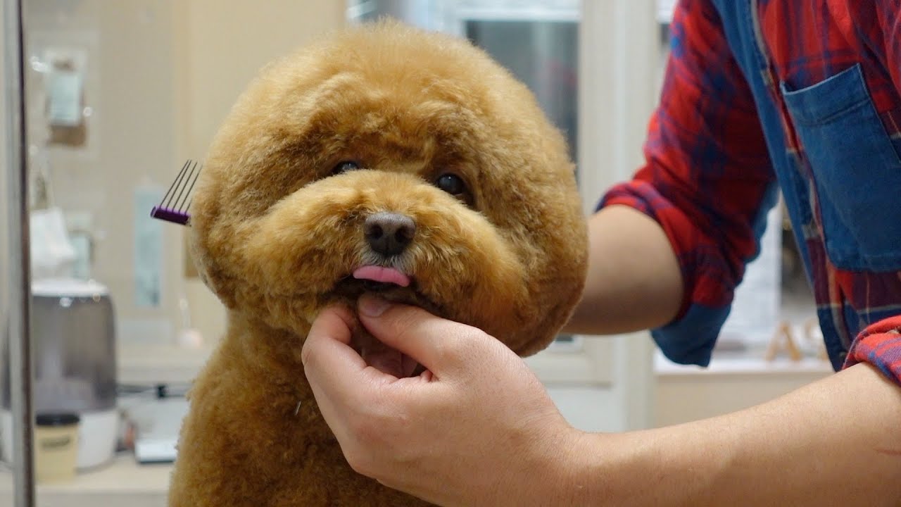 ◯ンパンマン！？新しい顔を作りました【プードルカット】Dog Salon PAPAのカット動画　2022年＃4
