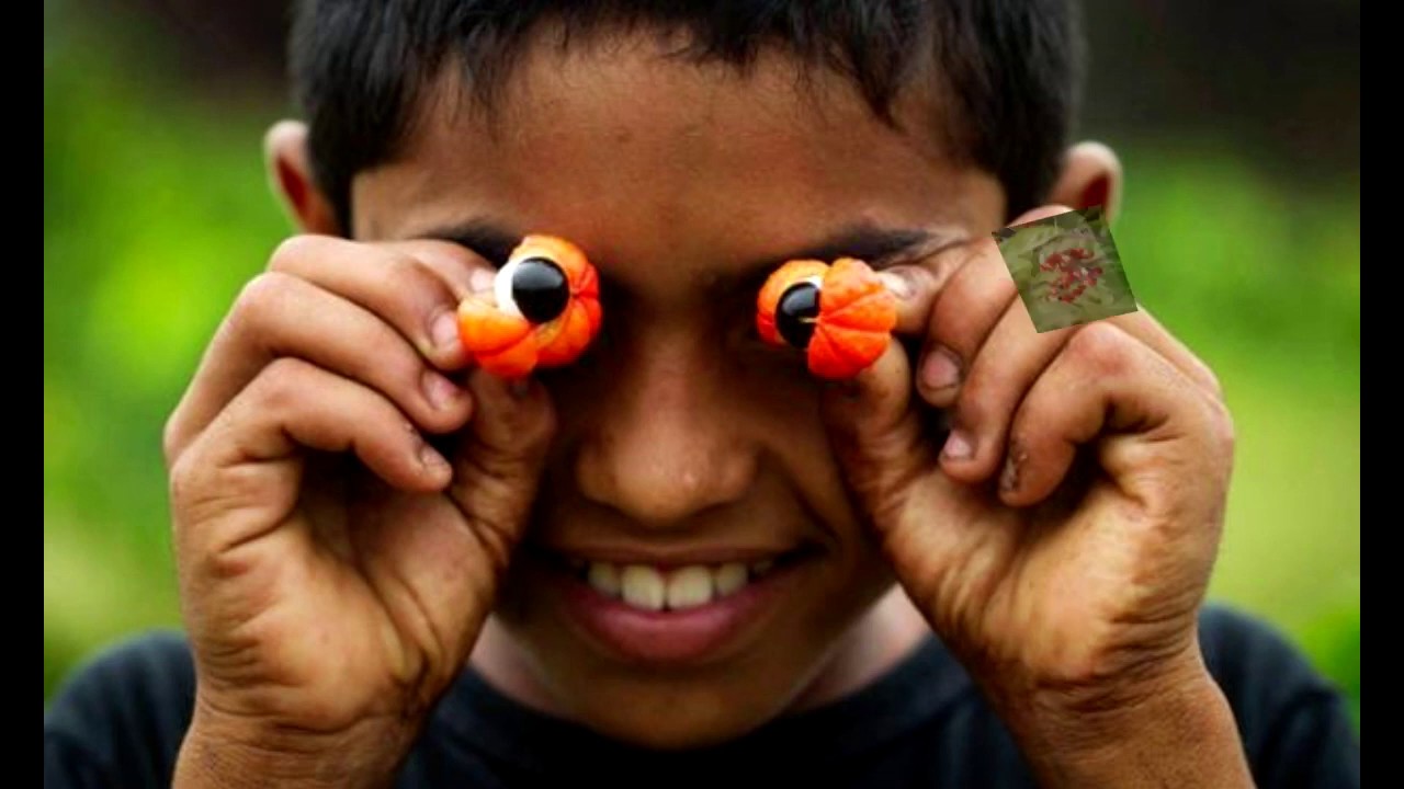 Гуарана - натуральная здоровая альтернатива кофе и не только