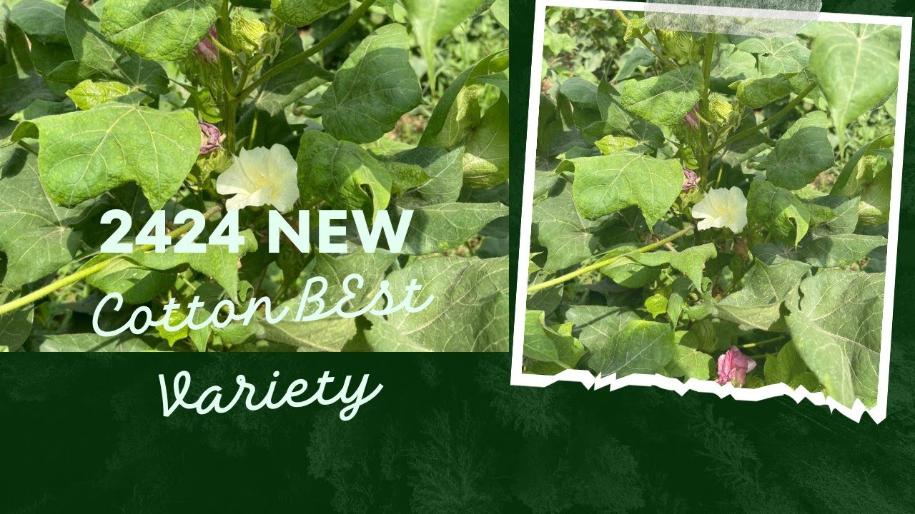 New Cotton Line 2424 Best Variety | Kapas ki best Variety for future