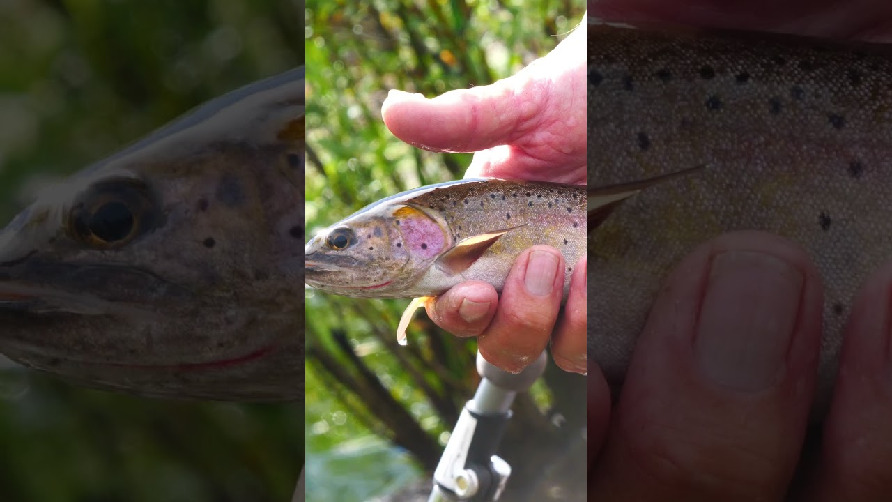 Best Fly Fishing Catches of 2025 