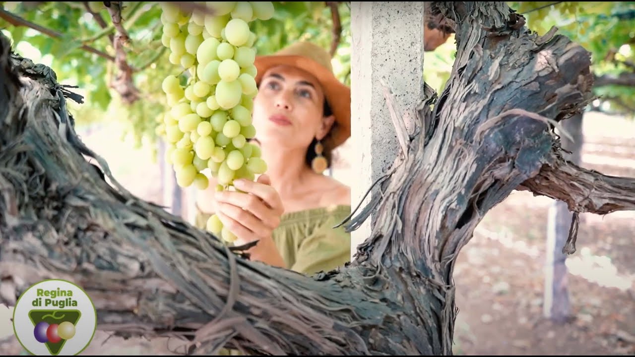 REGINA DI PUGLIA - THE APULIAN TABLE GRAPE NETWORK