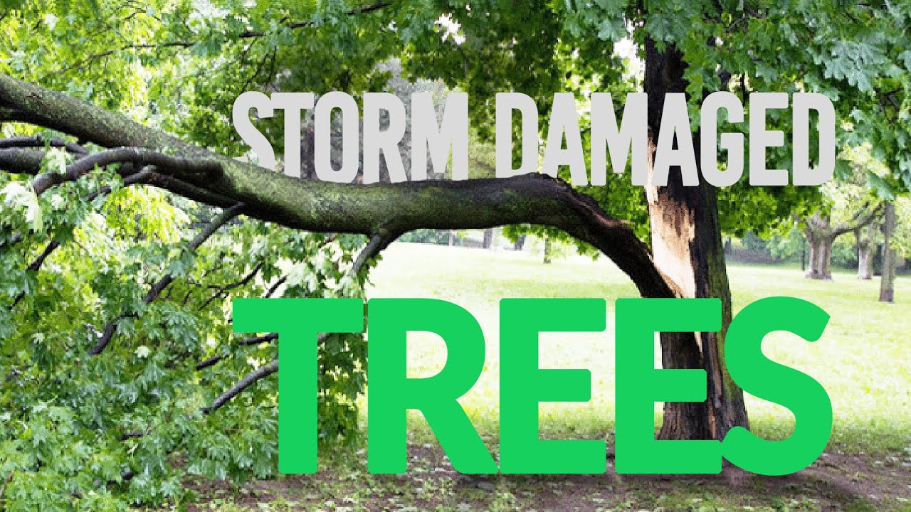 Storm Damaged Trees