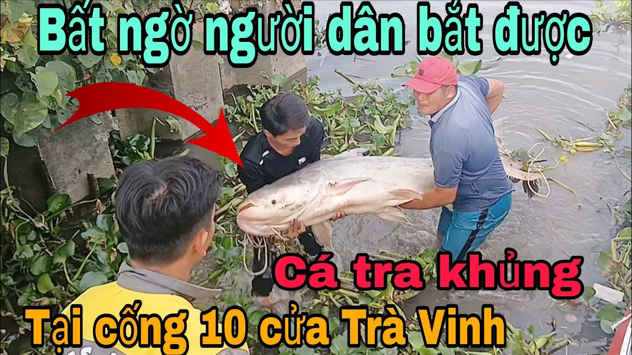 Bất ngờ người dân bắt được cá tra dầu khủng tại cống 10 cửa .Trà Vinh 