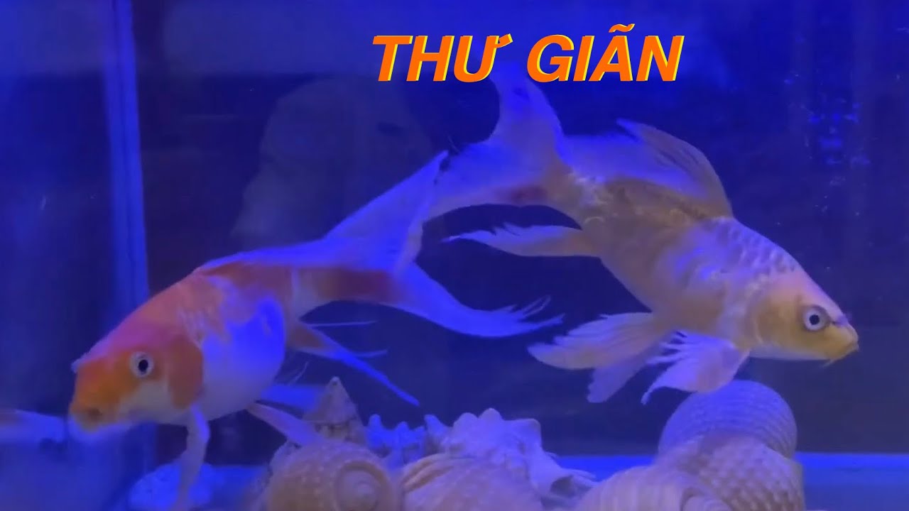 THƯ GIÃN