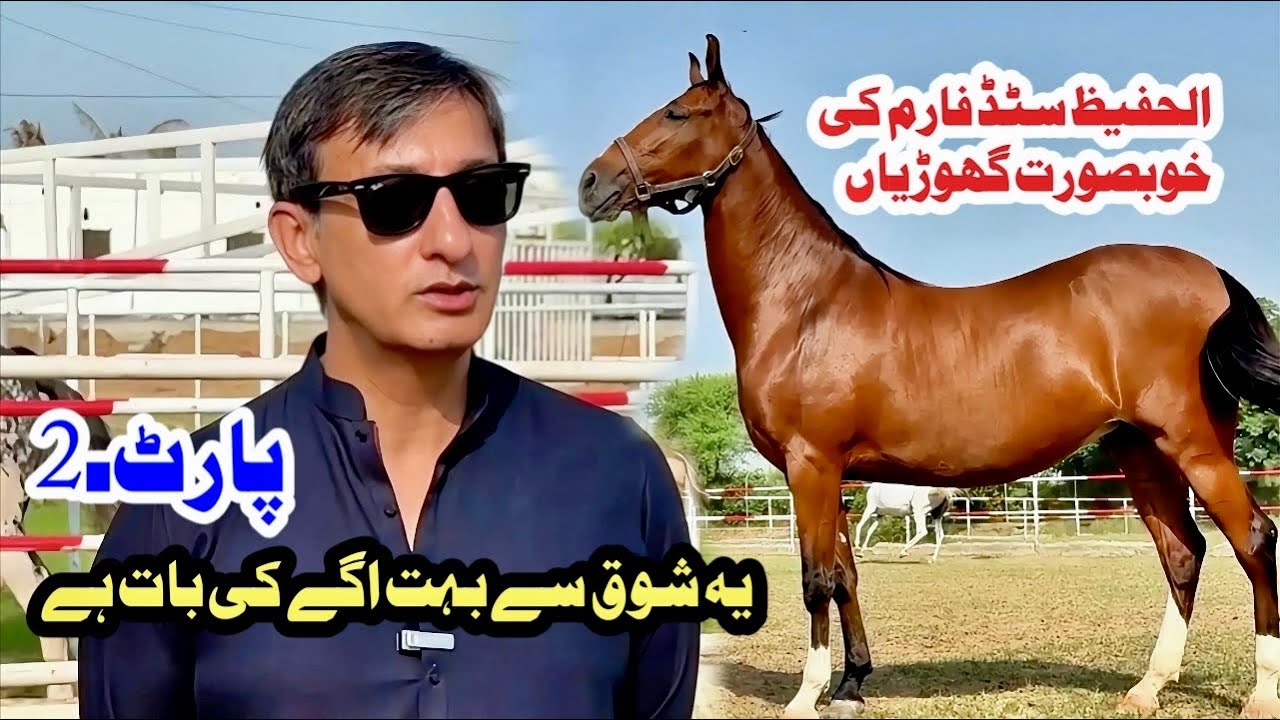 Al Hafeez Stud Farm Dina || Very Beautiful Desi Mares || Horse Walker