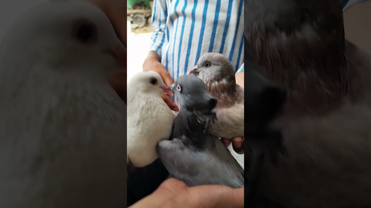 kabutar pakad liya #kabutar #pets #pigeon #kabootar