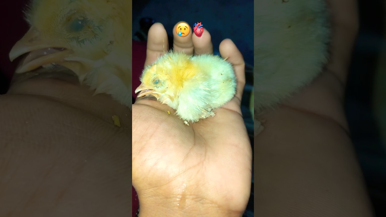 😢🫀hamara chicks expire  ho gya😭😭#shorts