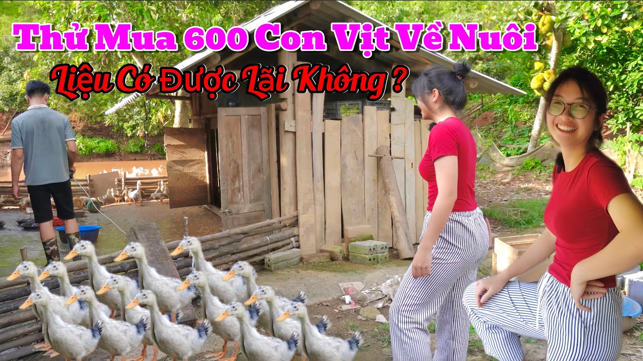 Em Như Chơi Lớn Đầu Tư Nuôi Đàn Vịt Bầu 600 Con Xem Có Được Lãi Hay Không | Nọng Ơi