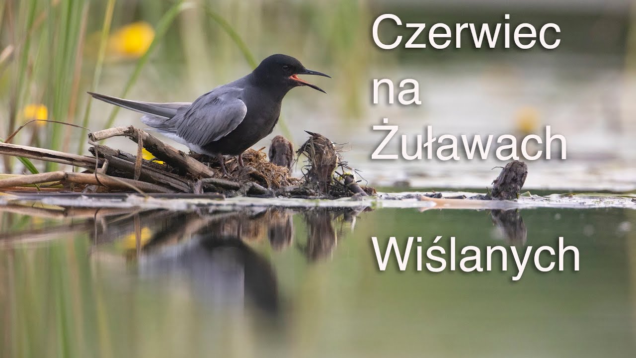 Czerwiec na Żuławach - fotografia przyrodnicza. Rybitwa czarna, kobuz. Z życia fotografów przyrody.