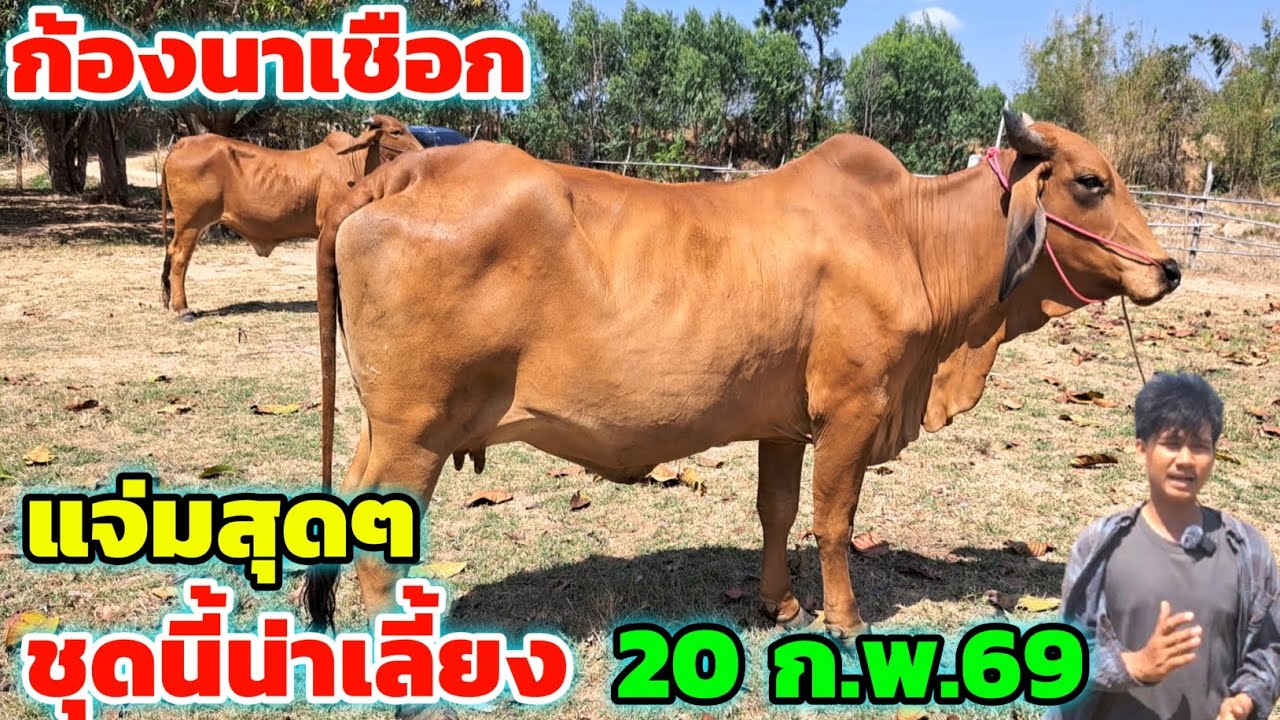 แจ่มสุดๆ‼️20 ก.พ.69 ของดีก้องนาเชือก วัวงามน่าเลี้ยง ชุดแม่ท้องไซส์ใหญ่ อย่างหนาน่าเลี้ยง รีบชมเลย 
