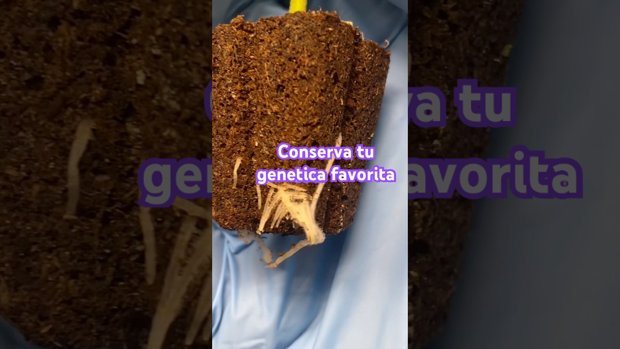 Conservaci&oacute;n de gen&eacute;tica 🧬 #shortsfeed #indoorplants #educationalvideo