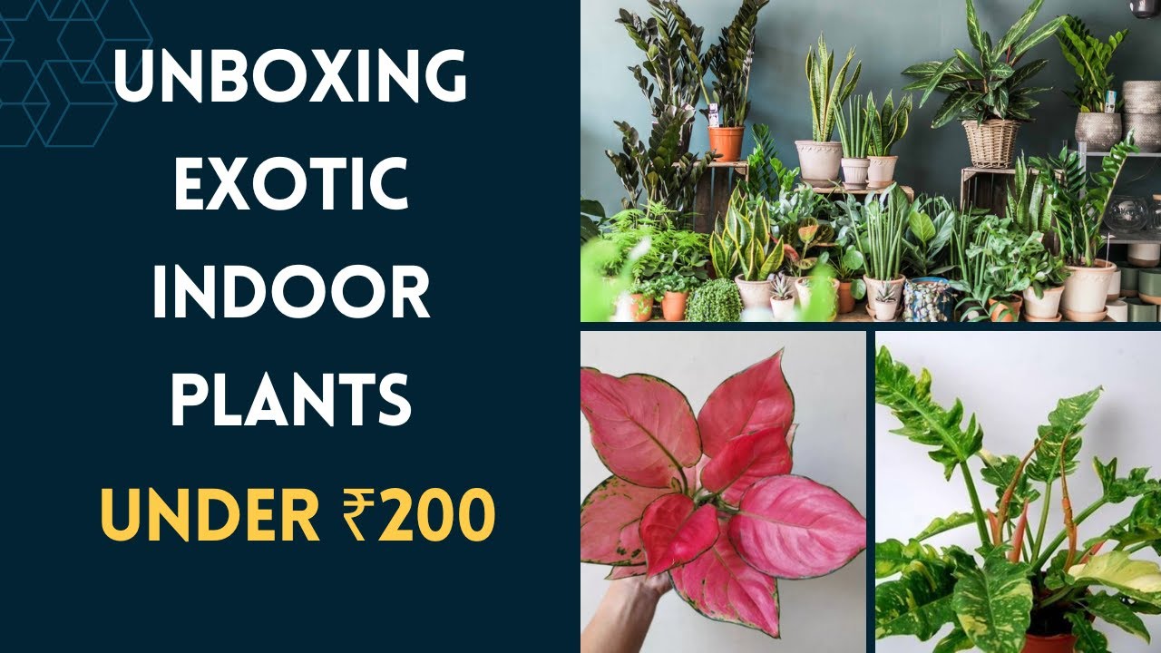 Unboxing rare indoor plants below ₹200 from Alans Garden