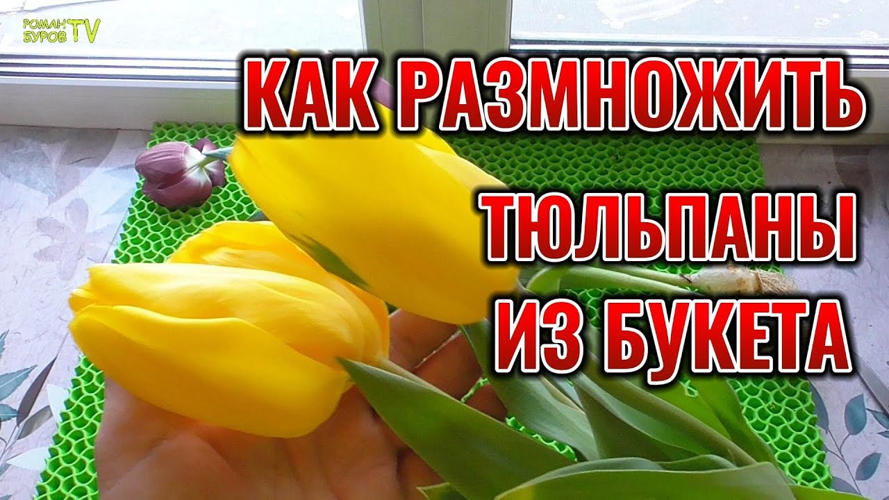 Как размножить ТЮЛЬПАНЫ из букета и сохранить луковицы до посадки в грунт 🌷🌷🌷