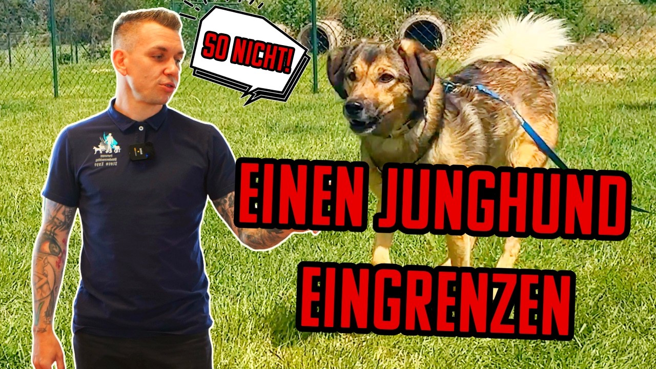 Ängstlich und impulsiv - Verhalten formen!