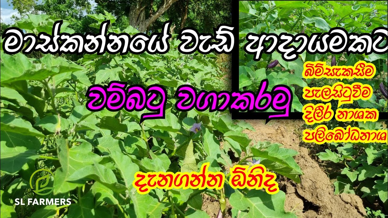 13 October 2025|slfarmers |brinjol|