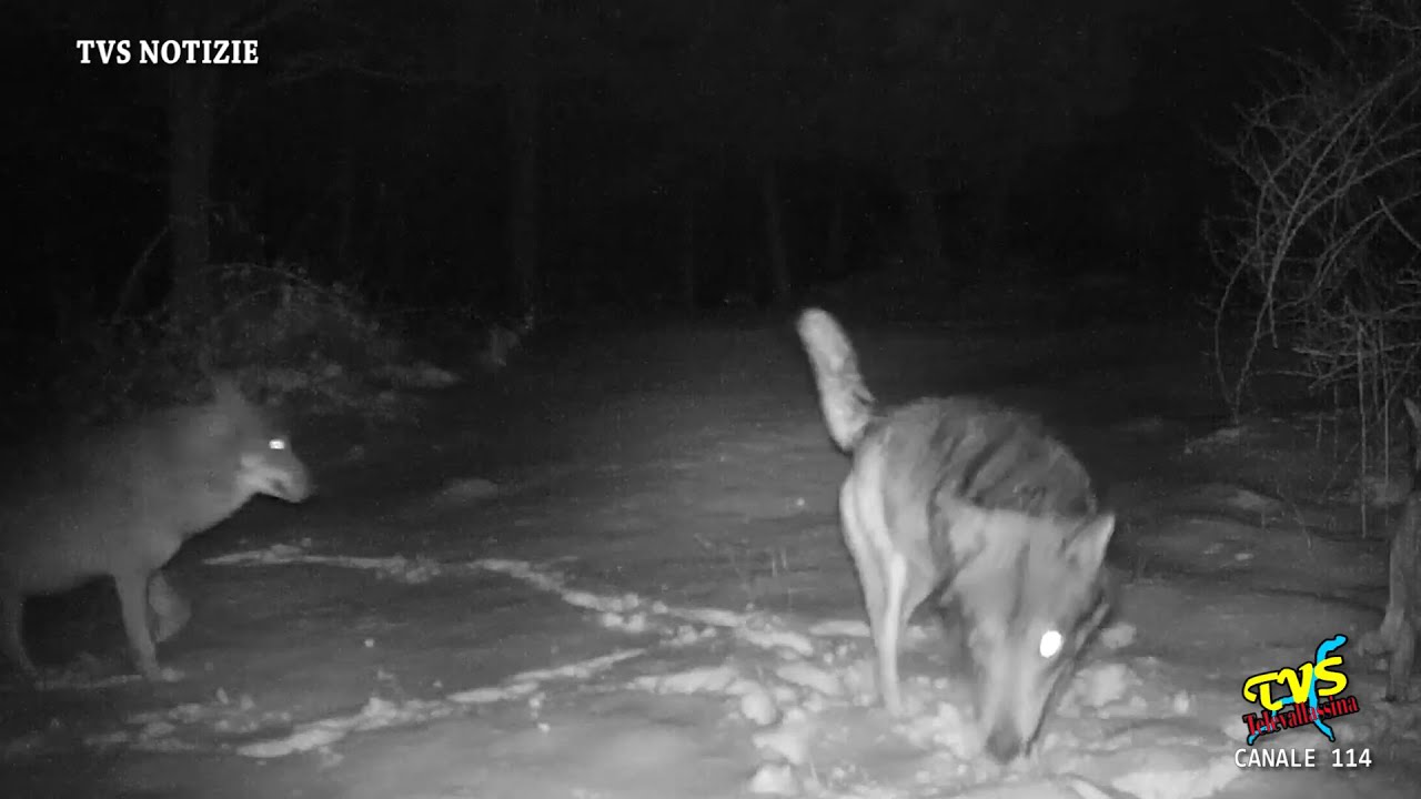 I Lupi sono una risorsa o una piaga ? Il presidente dell'UNCZA Penisola Lariana ha le idee chiare