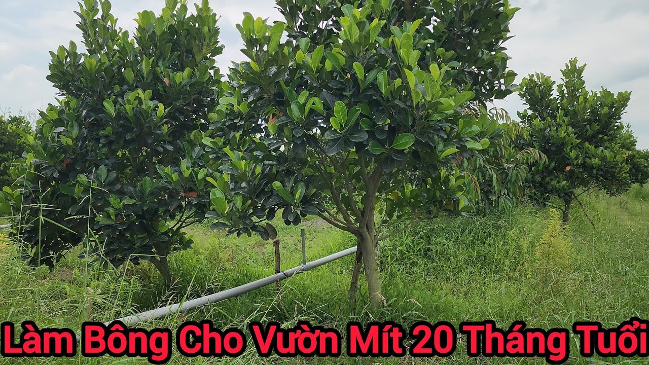 Chuẩn Bị Làm Bông Cho Vườn Mít Indo Ruột Đỏ 20 Tháng Tuổi