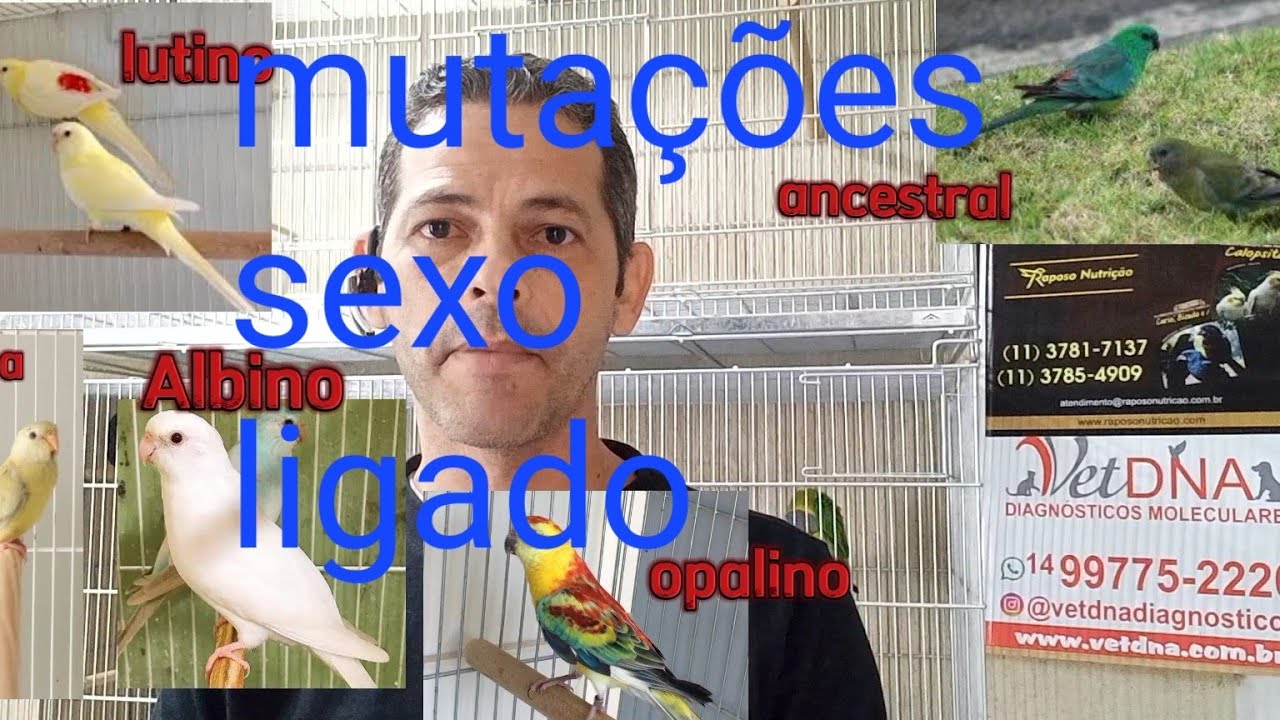 criação de red rumped mutações psitacideos