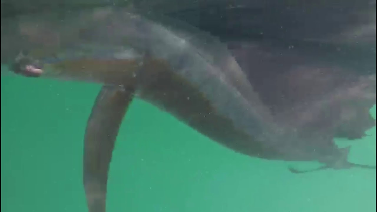 SAILFISH GOPRO UNDERWATER FOOTAGE