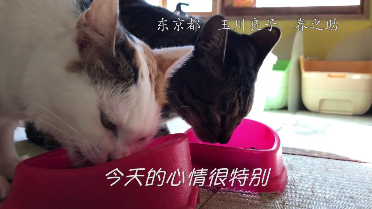 【官方】CIAO啾噜MV「欢乐啾噜！」（いなば食品グループ）