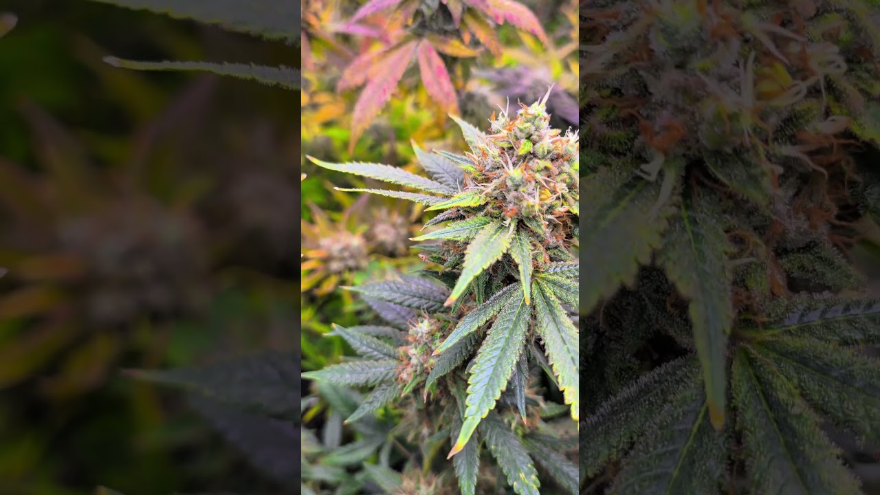 haze #CannabisCommunity #420Germany #weedLife #CannabisLovers #KushVibes #grow #SmokeWeed #gg4