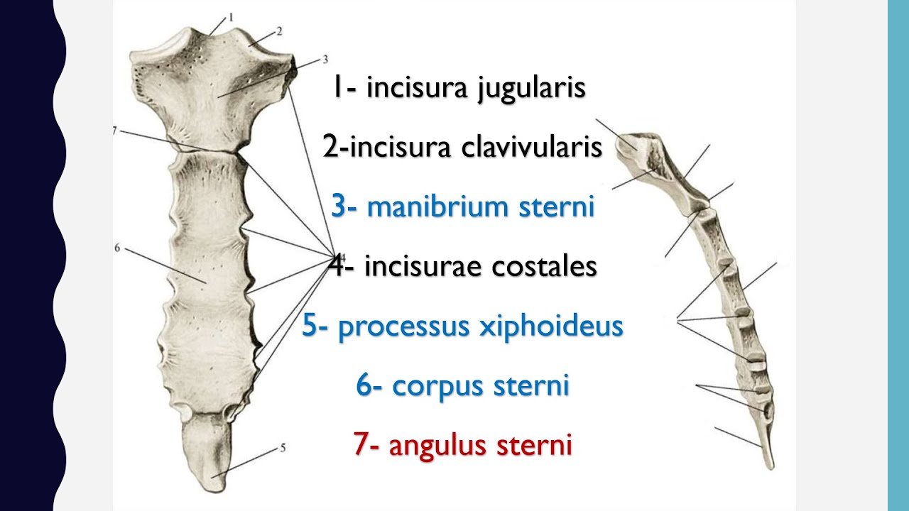 sternum