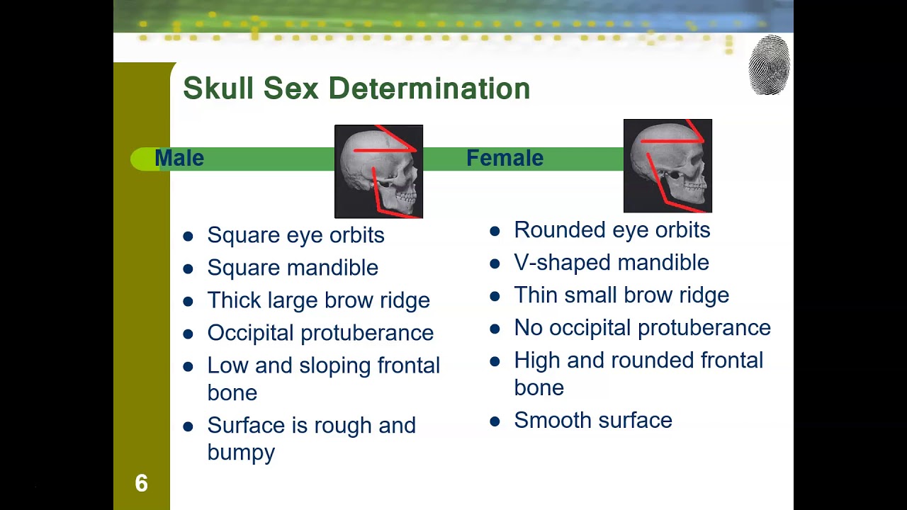 Forensic Anthropology