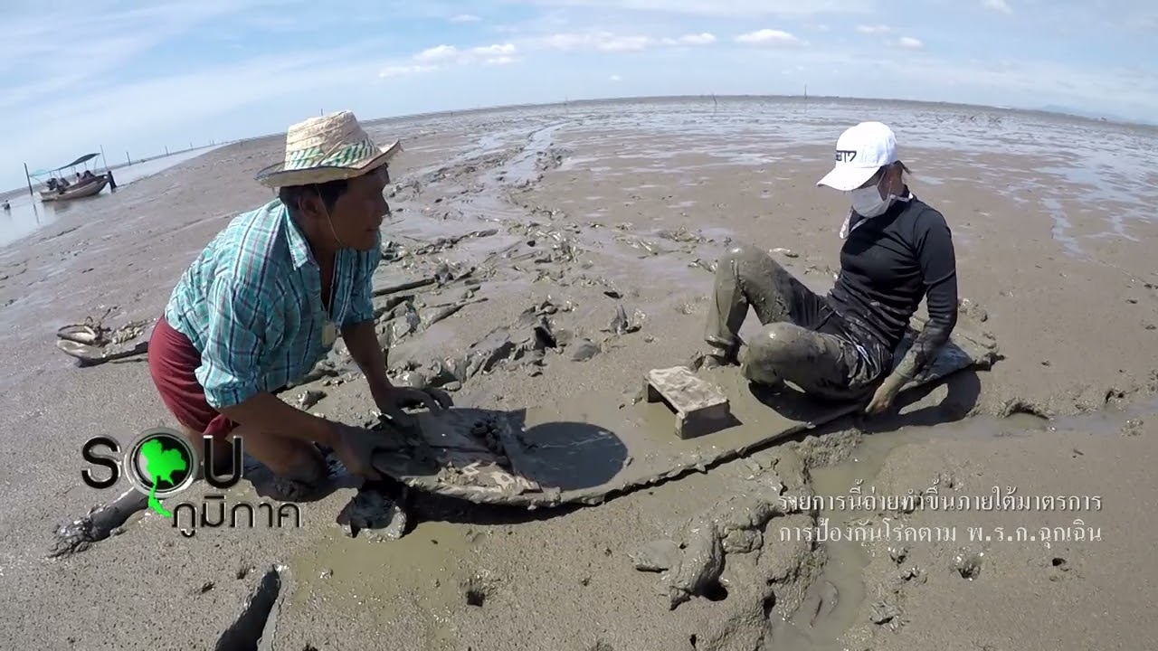 รายการรอบภูมิภาค ตอนวิถีชีวิตชุมชนคลองโคน ถีบกระดานหาหอยแคลง