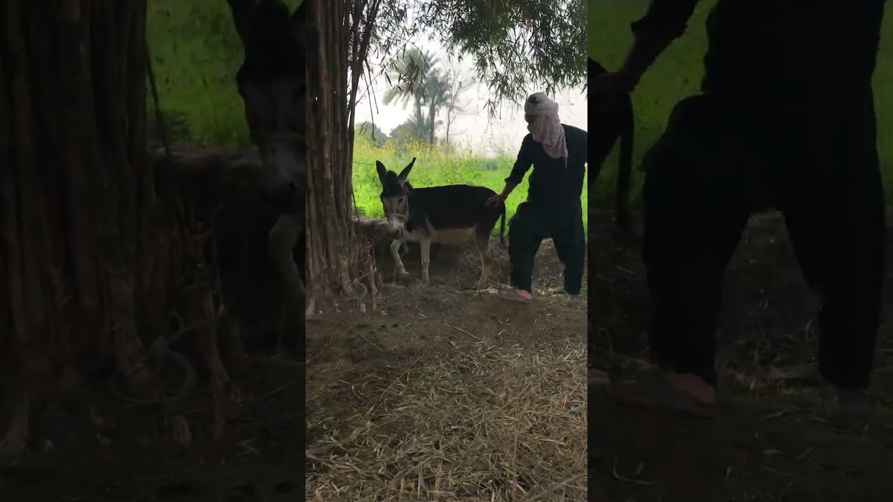 OMG 😱😳 with for end 🤣🤣 dunky funny video 😂😅