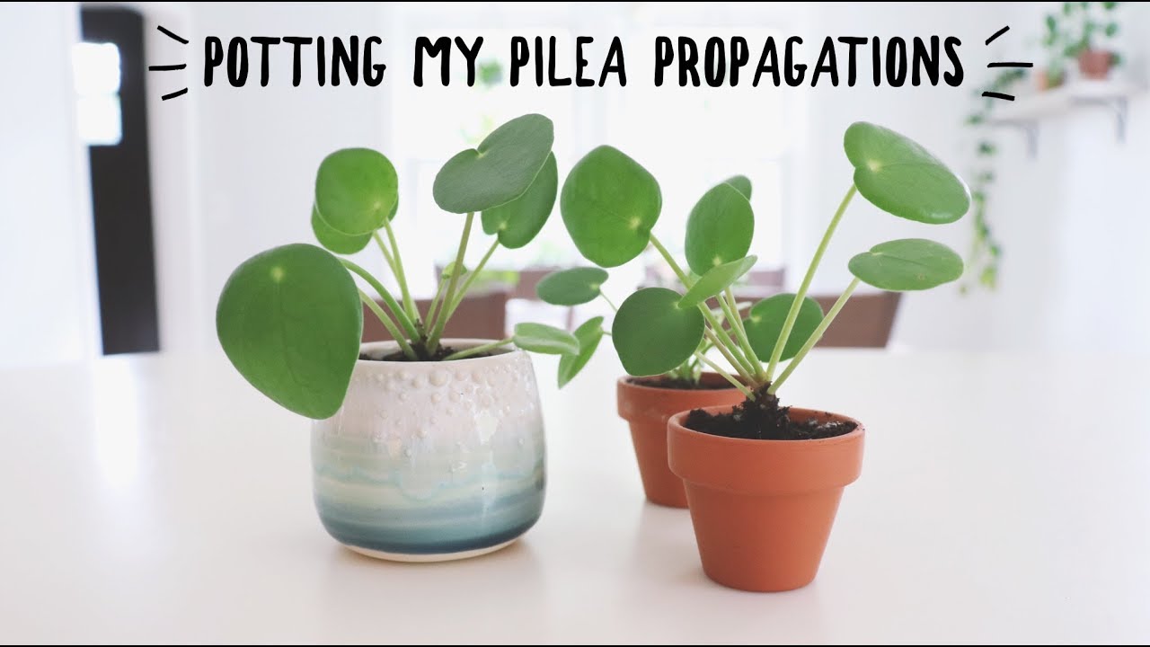 potting my miniature pilea propagations in soil!
