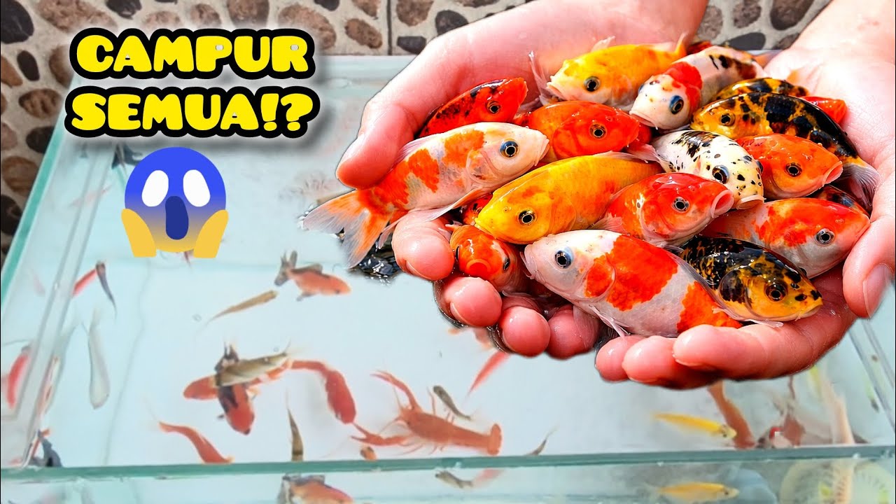 Campur Semua Ikan Warna-Warni, Koi, Koki, & Glowfish ke Aquarium Kecil! Hasilnya Bikin Kaget 😱