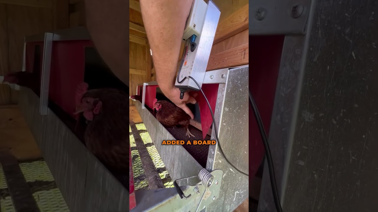 STOP CHICKENS FROM EATING EGGS