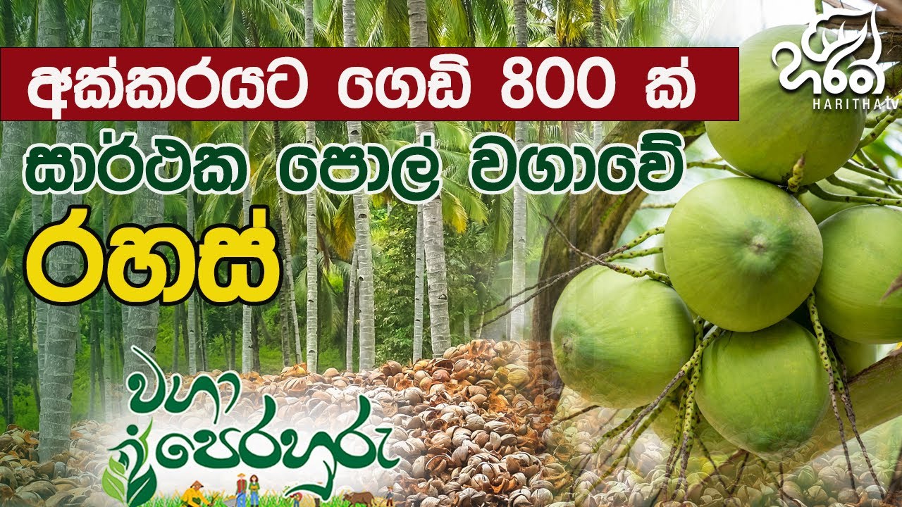 අක්කරයකට ගෙඩි 800 ක් මේ විදියට පොල් හිටවලා බලමු | Haritha Tv | Waga Perahuru | Coconut