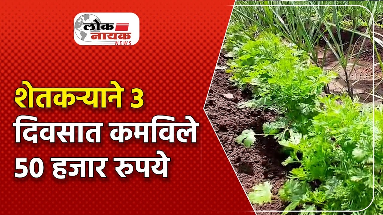 Krushi Samruddhi | आंतरपीक घेवून शेतकऱ्याने 3 दिवसात कमविले 50 हजार रुपये @LoknayakNews #shetkari