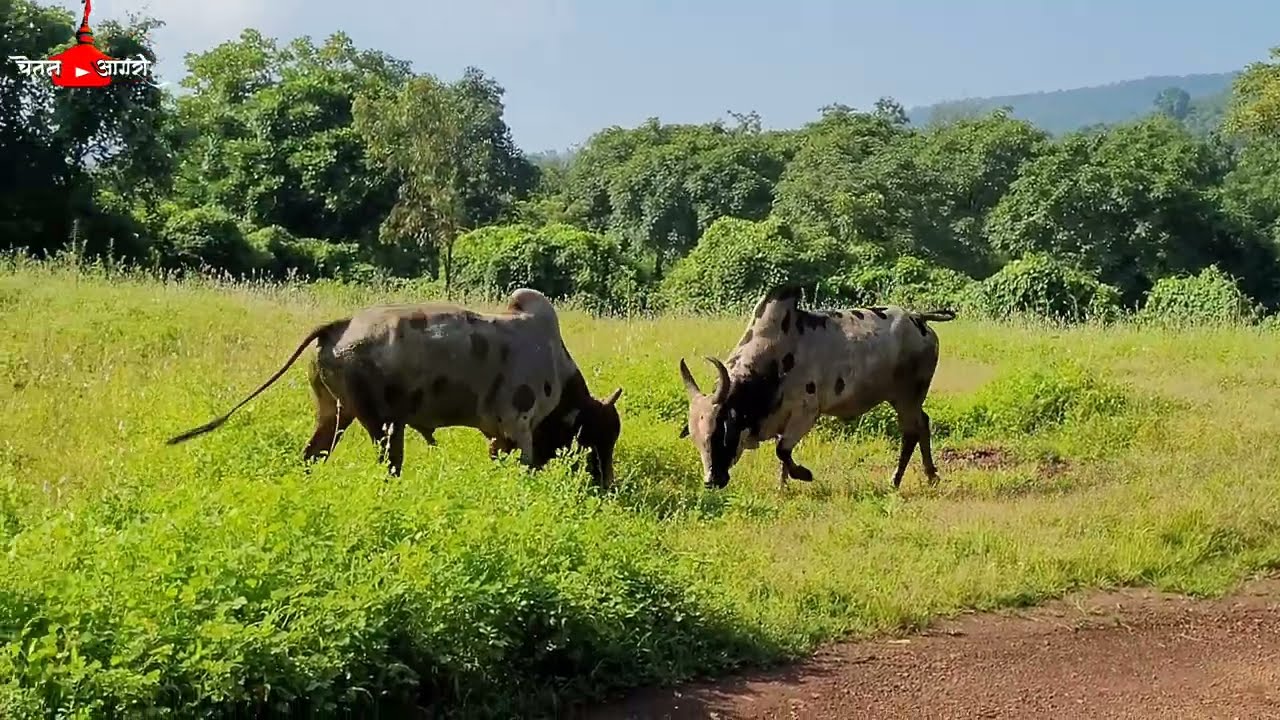 कोकणातील बैलांची खतरनाक झुंज ! bull fight kokan village