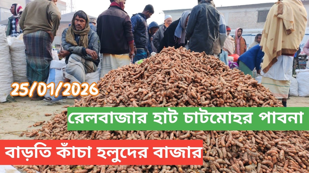 25 January 2026 বাড়তি আজকের কাঁচা হলুদের বাজার দর দাম। রেল বাজার হাট চাটমোহর পাবনা থেকে 