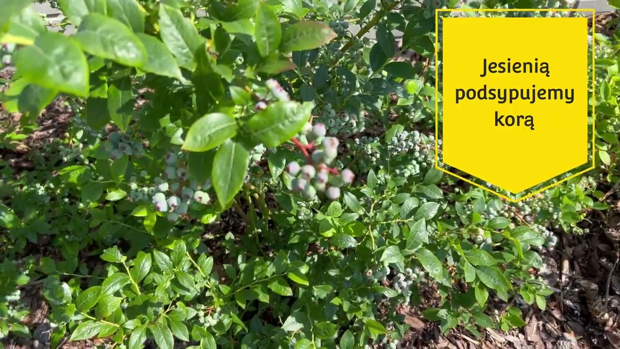 Borówka amerykańska, uprawa, nawożenie, podłoże. Uprawa borówki w Polsce.