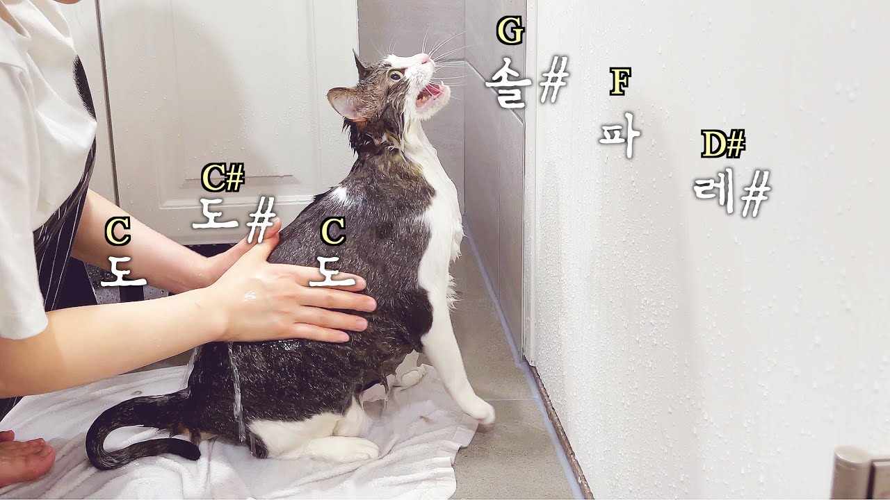 목욕 중 소리지르다 멜로디 터진 고양이