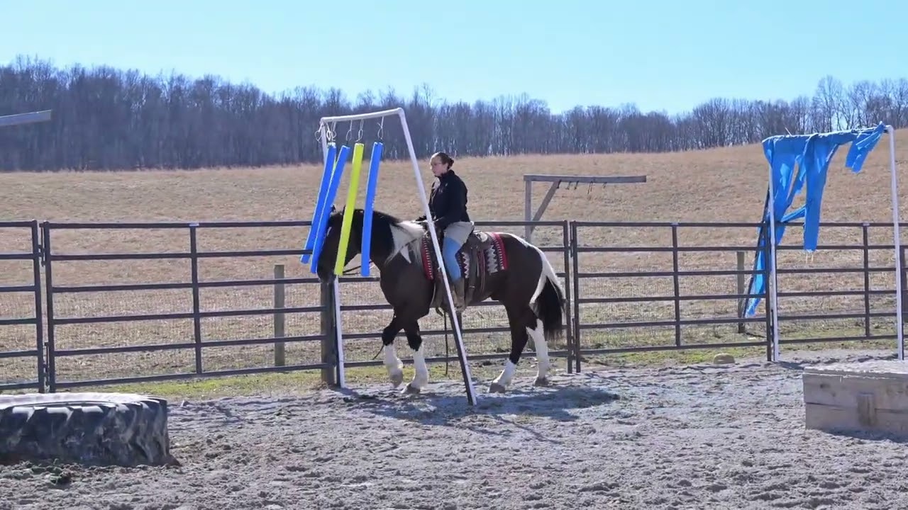 Ace sells at Dixie Horse Auction in Troutman NC- November 28th and 29th