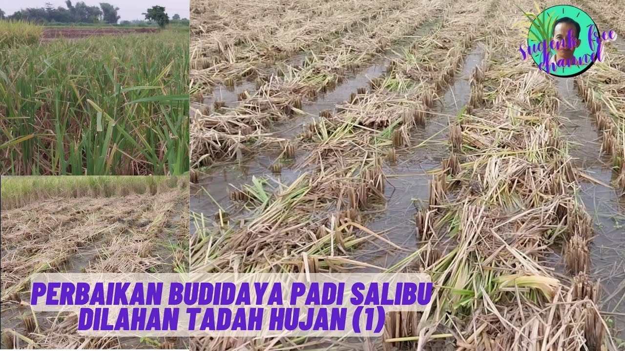 Perbaikan Pola Tanam Padi Salibu