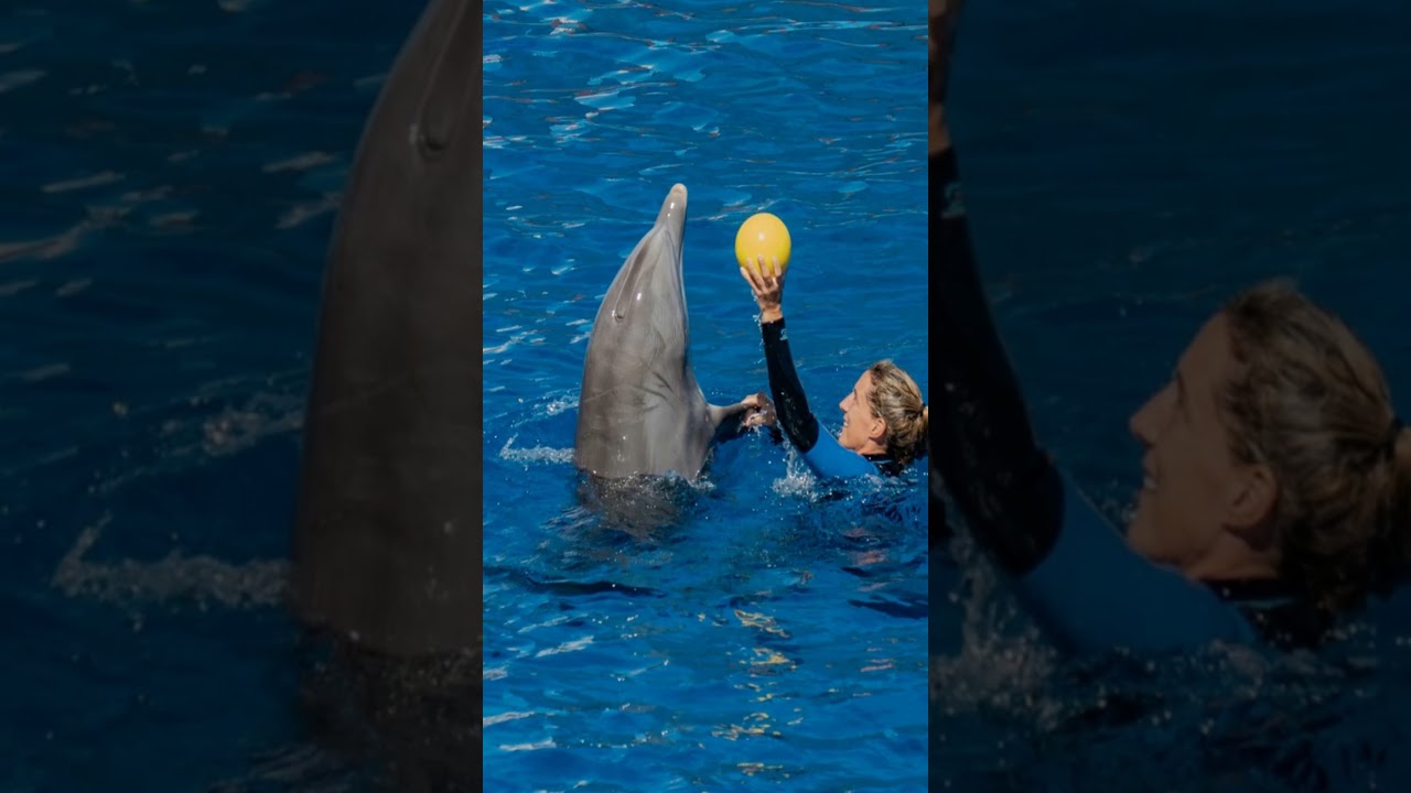 AI is Cracking the Code of Animal Communication: How We're Chatting with Animals!
