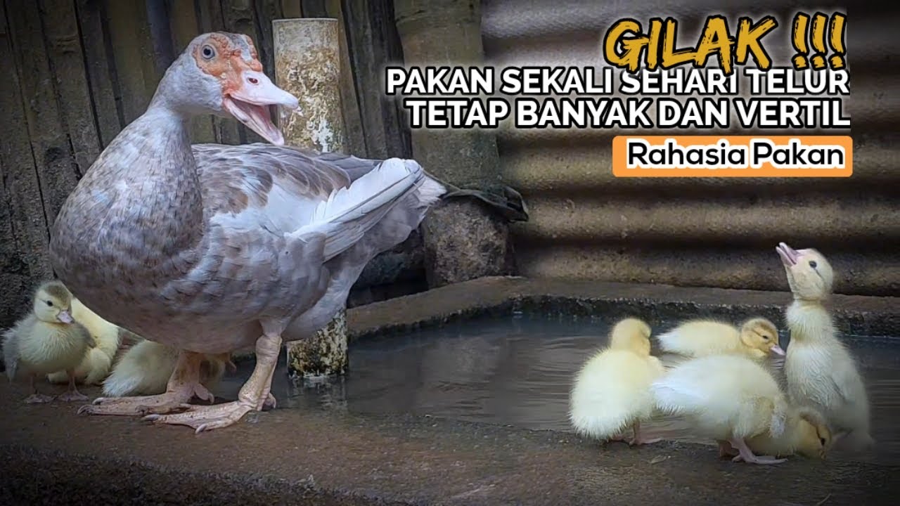 TRIK JITU TERNAK ENTOK ! IRIT PAKAN TELUR DOE MELIMPAH UNTUNG MAKSIMAL