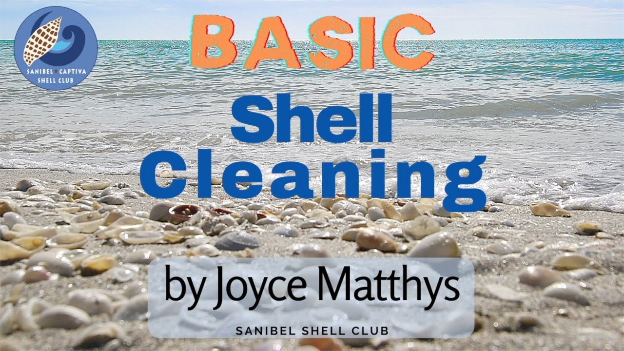 How to Clean Shells - Basic Shell Cleaning