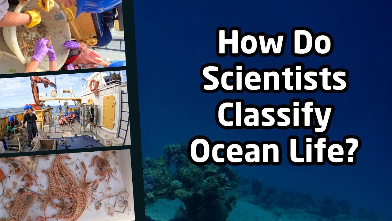 Taxonomy | Exploring Marine Biodiversity with Plymouth Marine Laboratory