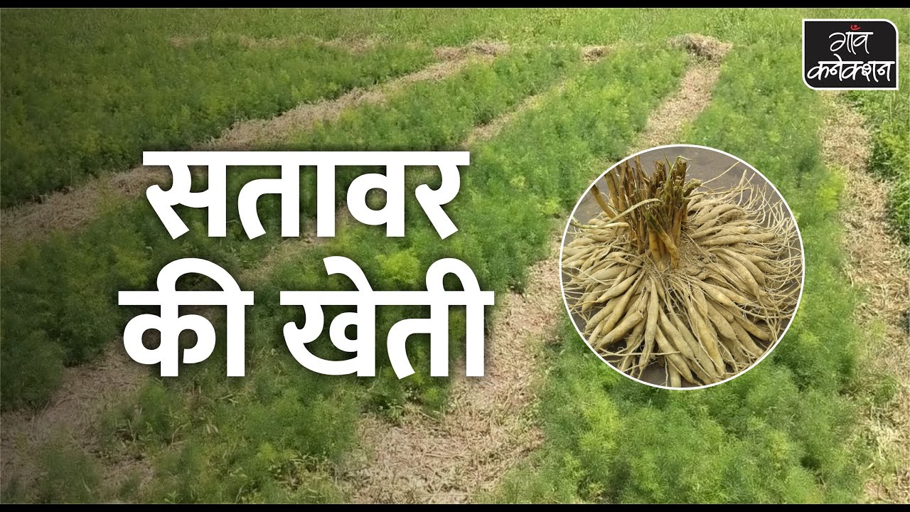 सतावर की खेती: एक एकड़ में लागत और मुनाफे की पूरी जानकारी || Satavar cultivation ||