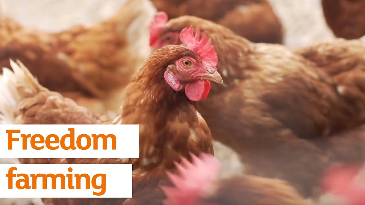 Visiting a Freedom Food farm and a recipe for Shakshuka