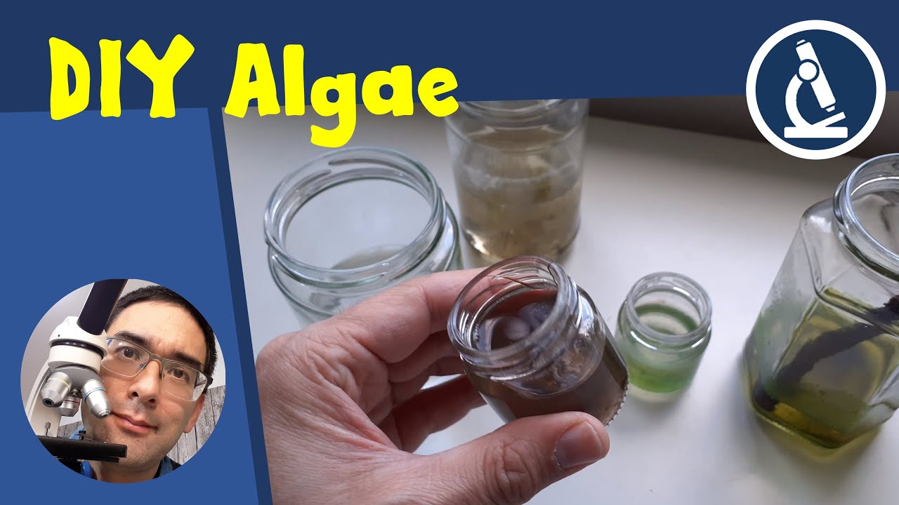 🔬 144 - How to grow ALGAE at home for microscopy | Amateur Microscopy