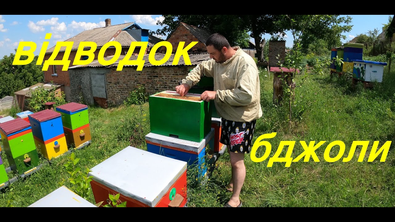 Відводок від а до я  Бджільництво 2021