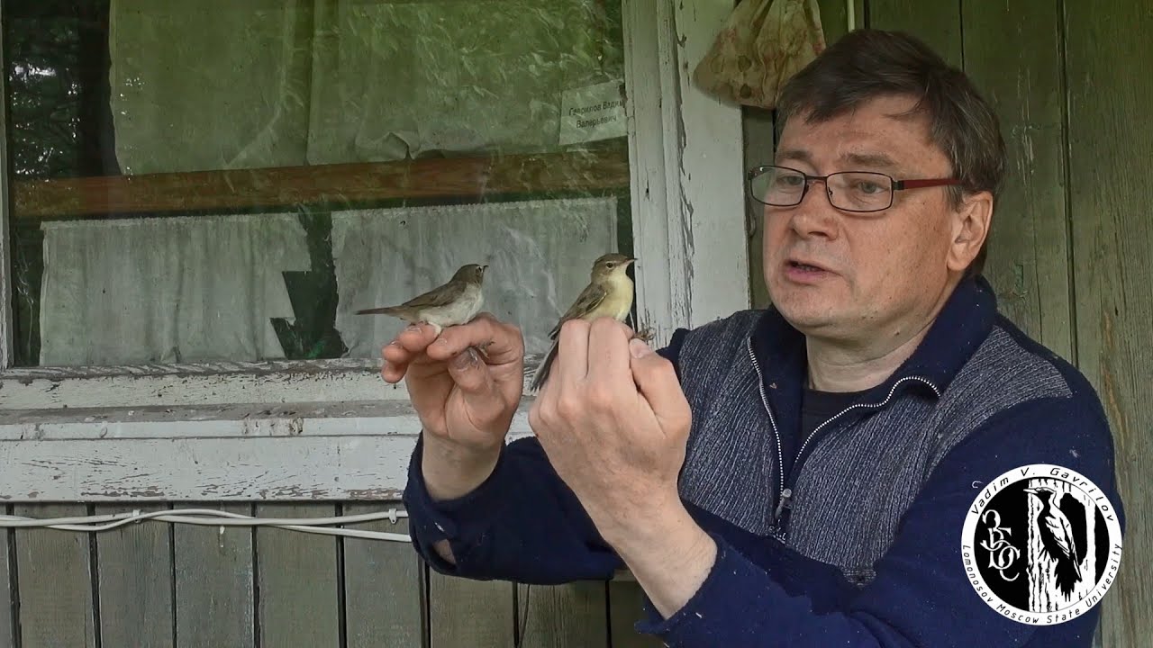 Видовое разнообразие птиц, пойманных на Звенигородской биостанции МГУ. Май. Часть 1.