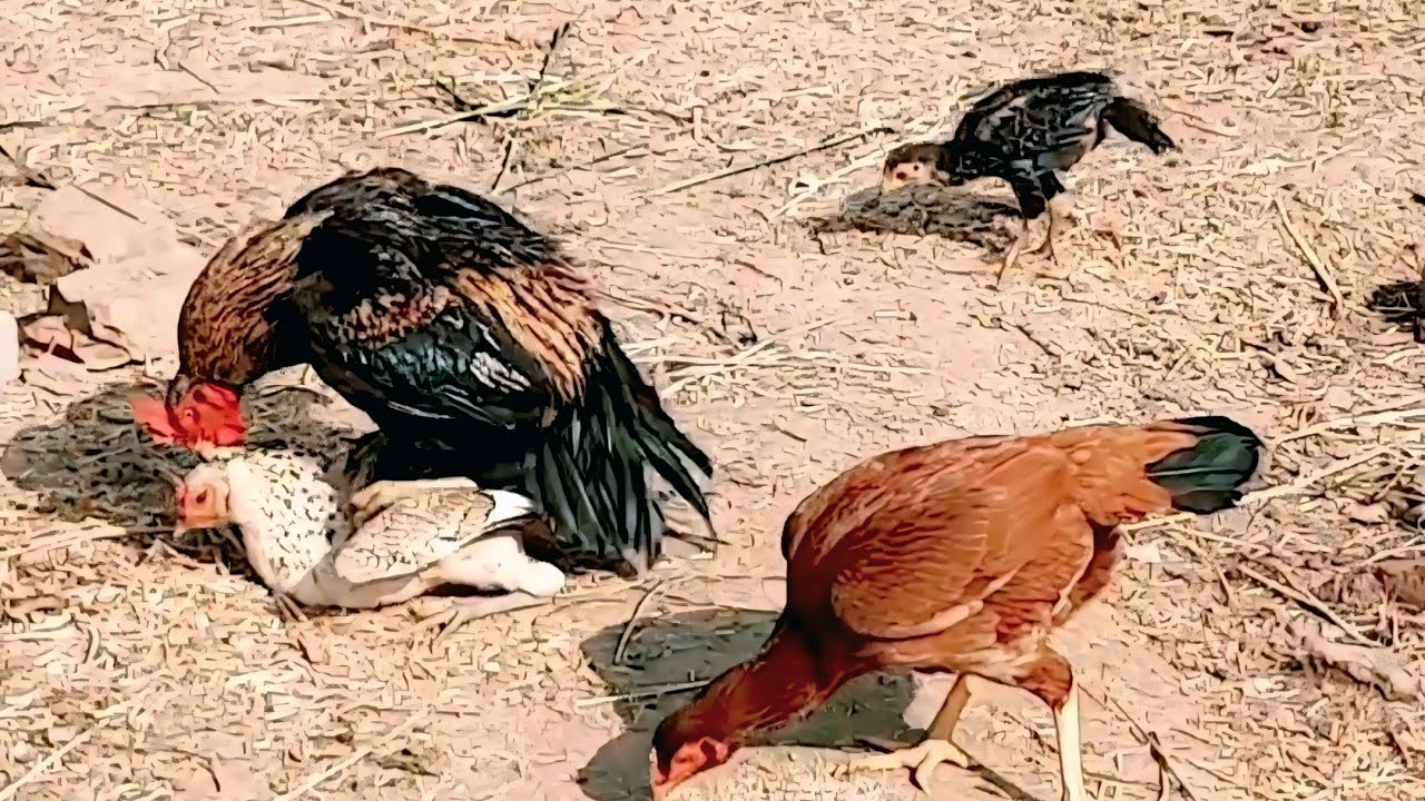 When love is in the air... even the chickens feel i... more